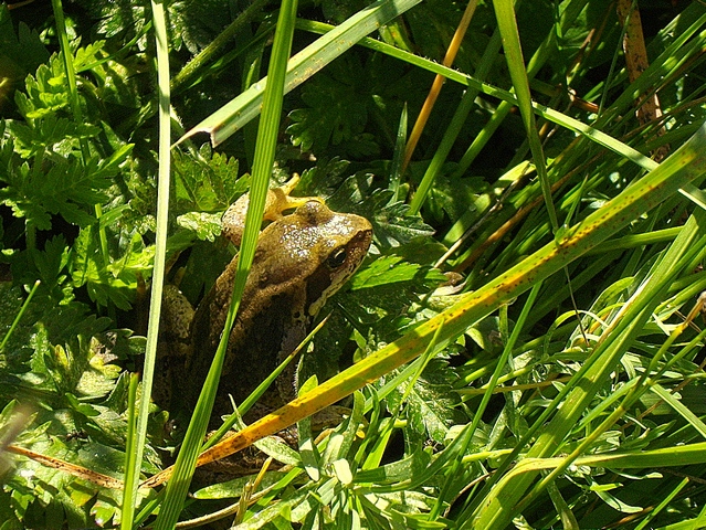 Un siciliano e la salamandra alpina