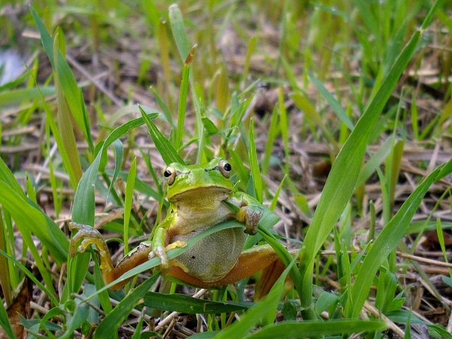 Hyla intermedia