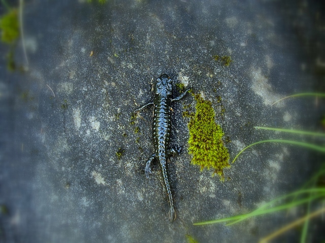 Un siciliano e la salamandra alpina