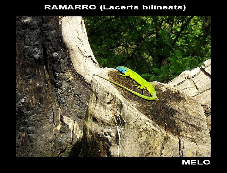 Ramarri (Lacerta bilineata)