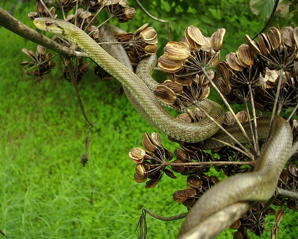 Zamenis lineatus del Salernitano