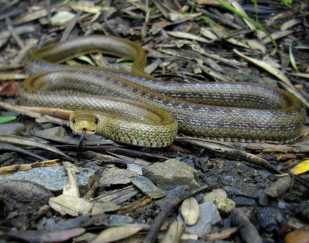 Zamenis lineatus del Salernitano