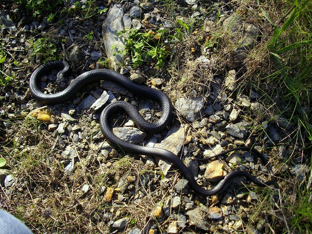 Alcune foto di biacchi in natura