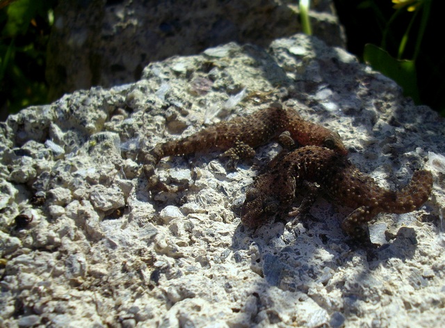 Lucertole di gennaio