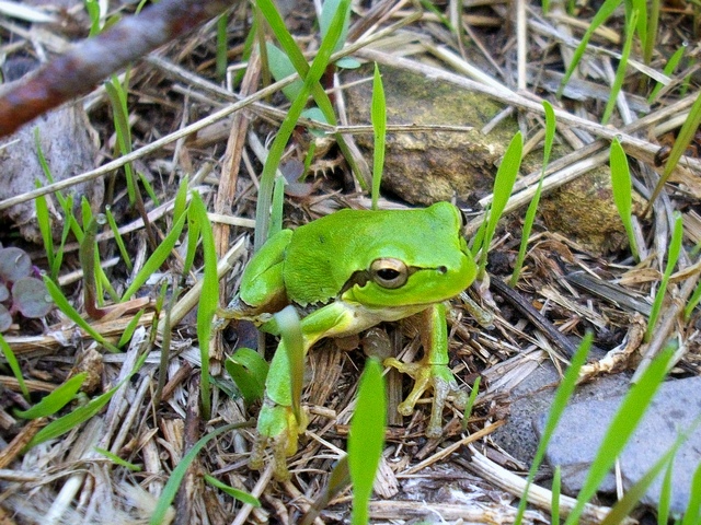 Hyla intermedia