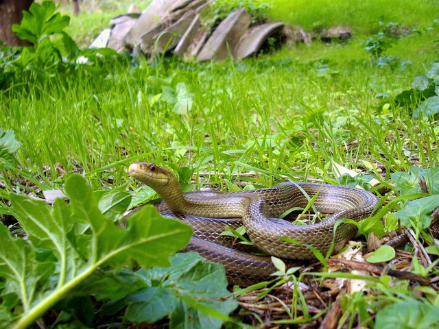 Piccoletto ancora in giro (Zamenis lineatus)