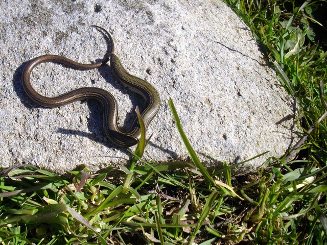 Chalcides chalcides da Usini