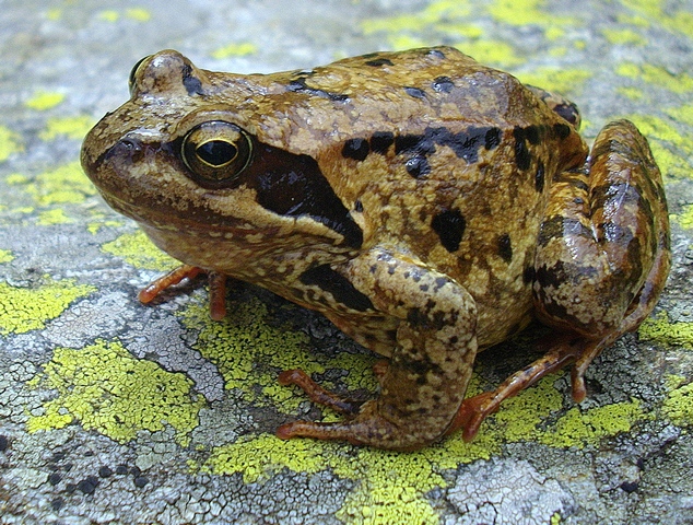 Un siciliano e la salamandra alpina