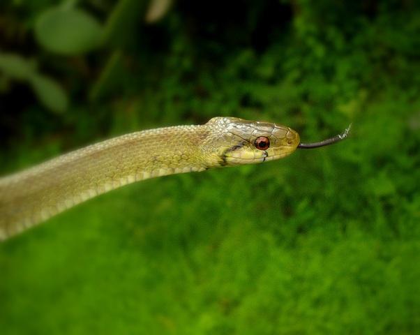 Zamenis lineatus del Salernitano