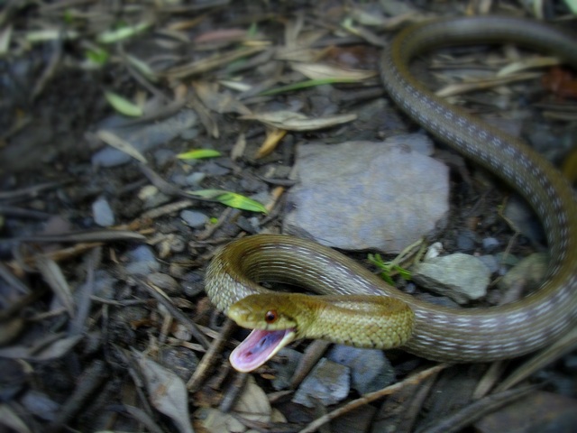 Zamenis lineatus del Salernitano