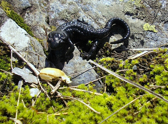 Un siciliano e la salamandra alpina