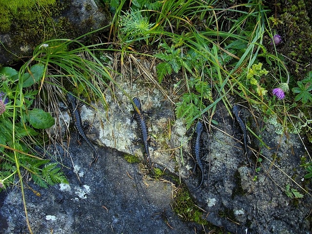 Un siciliano e la salamandra alpina