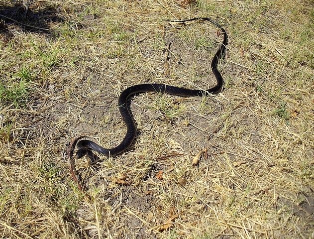 Piccolo di Biacco