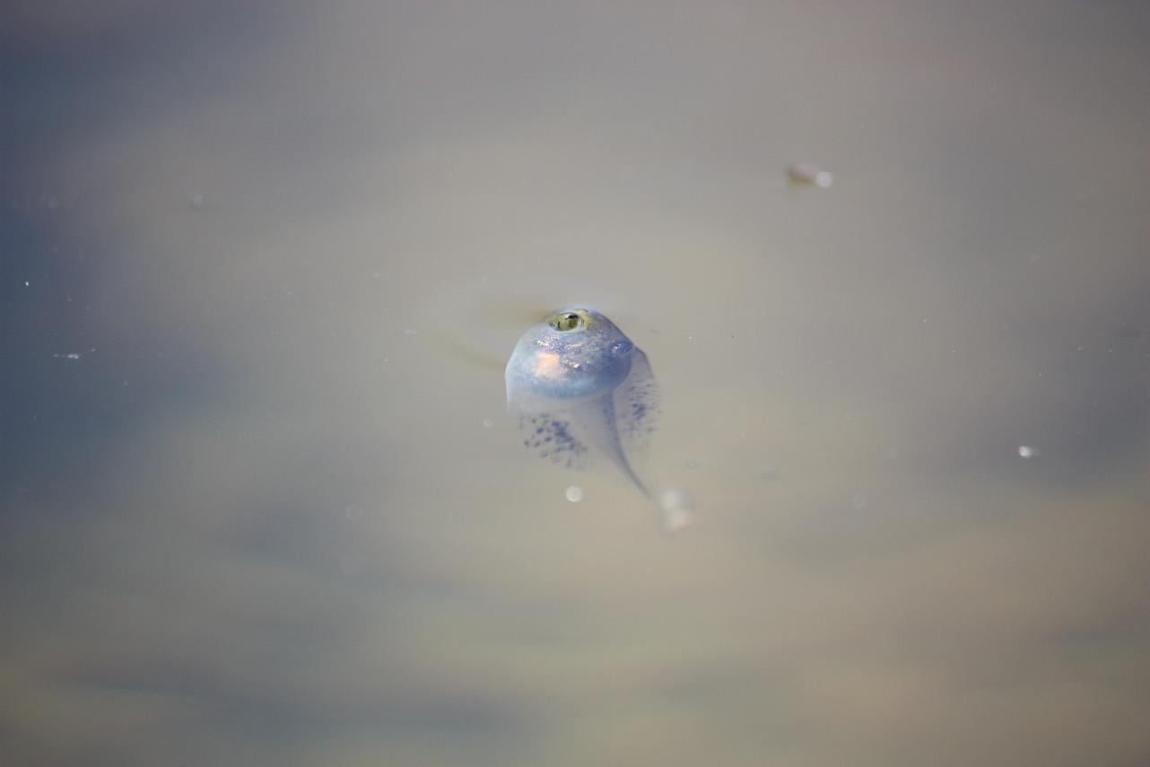 Vi sembra un tritoncino ? Girino di Hyla intermedia