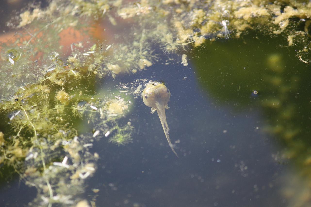 Vi sembra un tritoncino ? Girino di Hyla intermedia