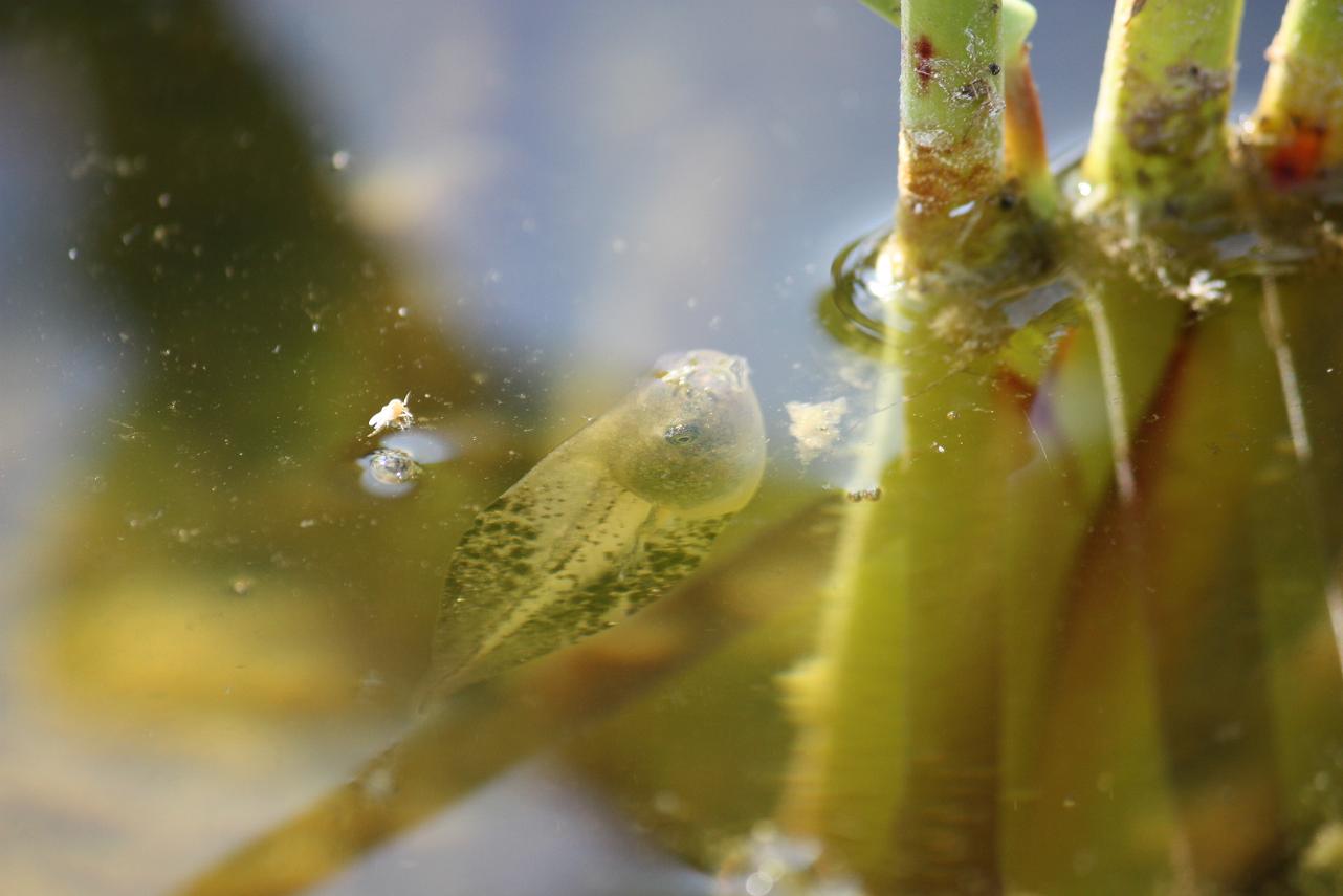 Vi sembra un tritoncino ? Girino di Hyla intermedia