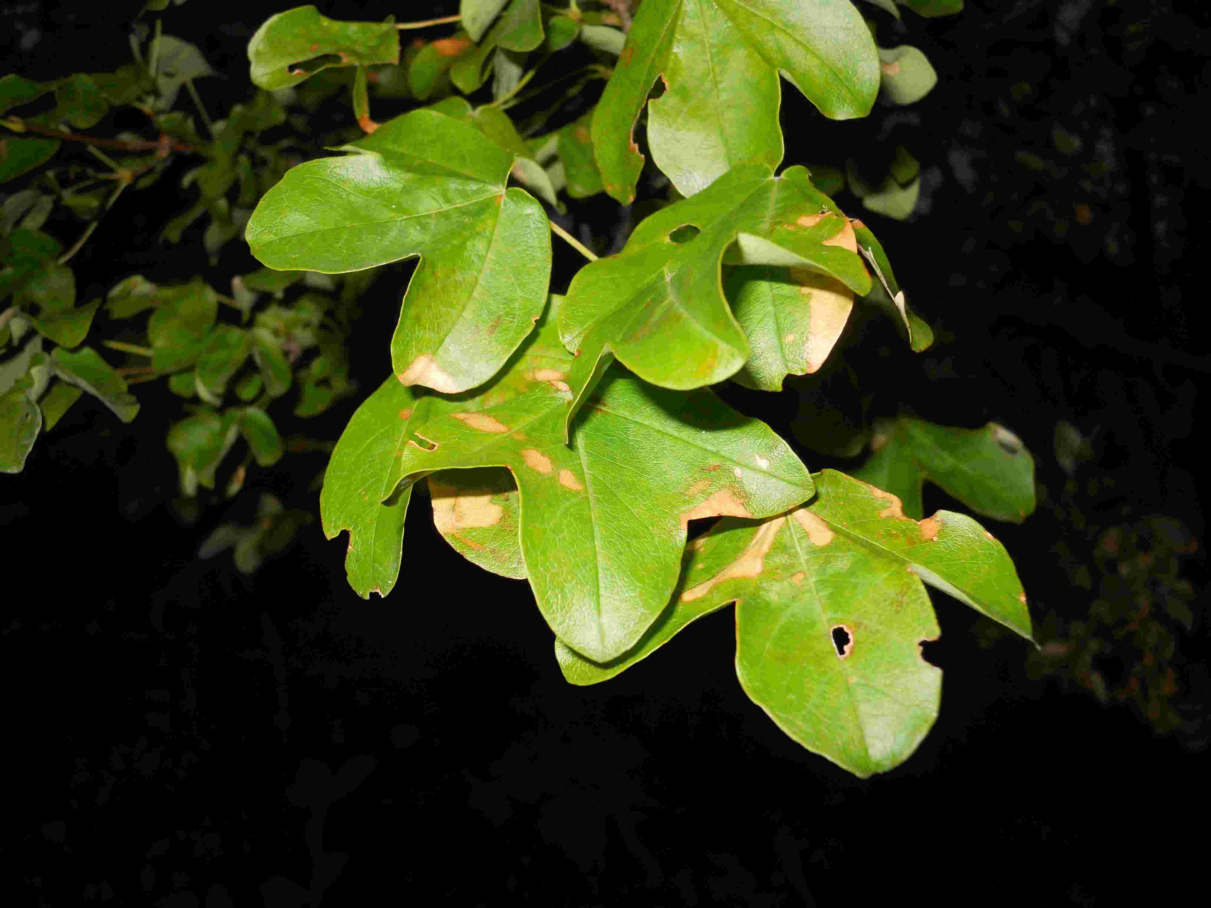 Prunus mahaleb e Acer monspessulanum