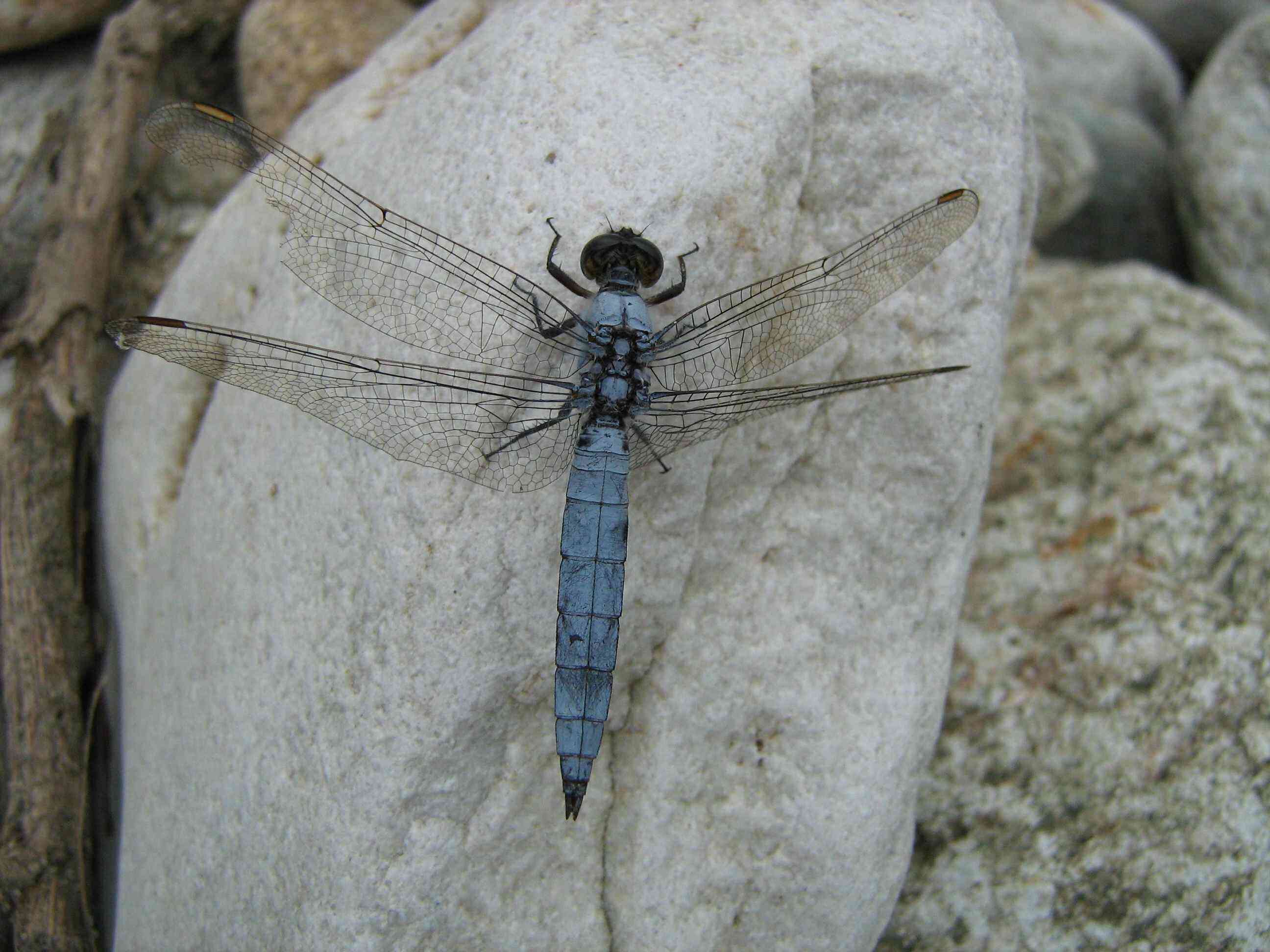 Orthetrum coerulescens oppure brunneum?