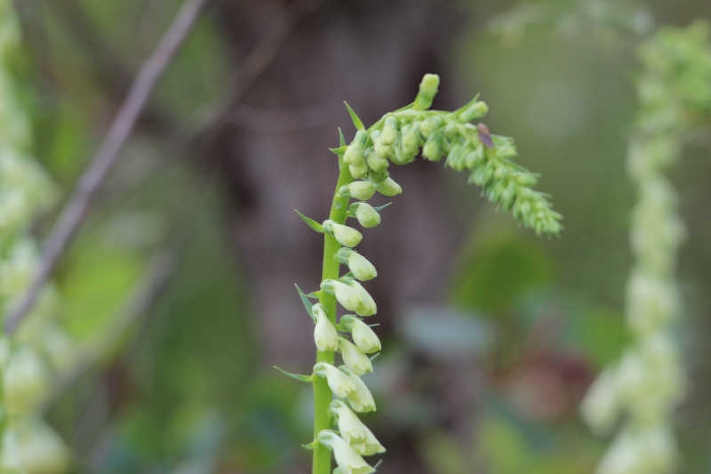 Digitalis lutea