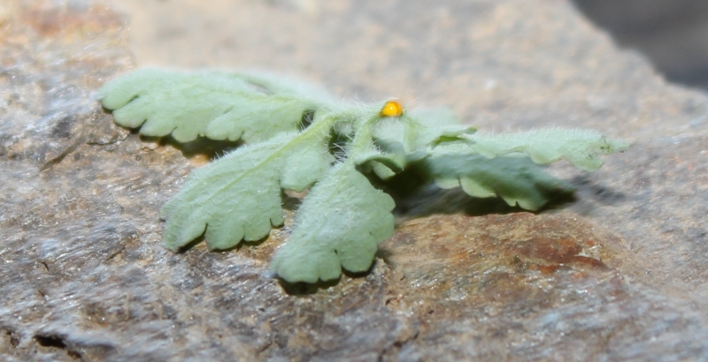 Myodes glareolus che mangia Chelidonium majus - Valle Grana