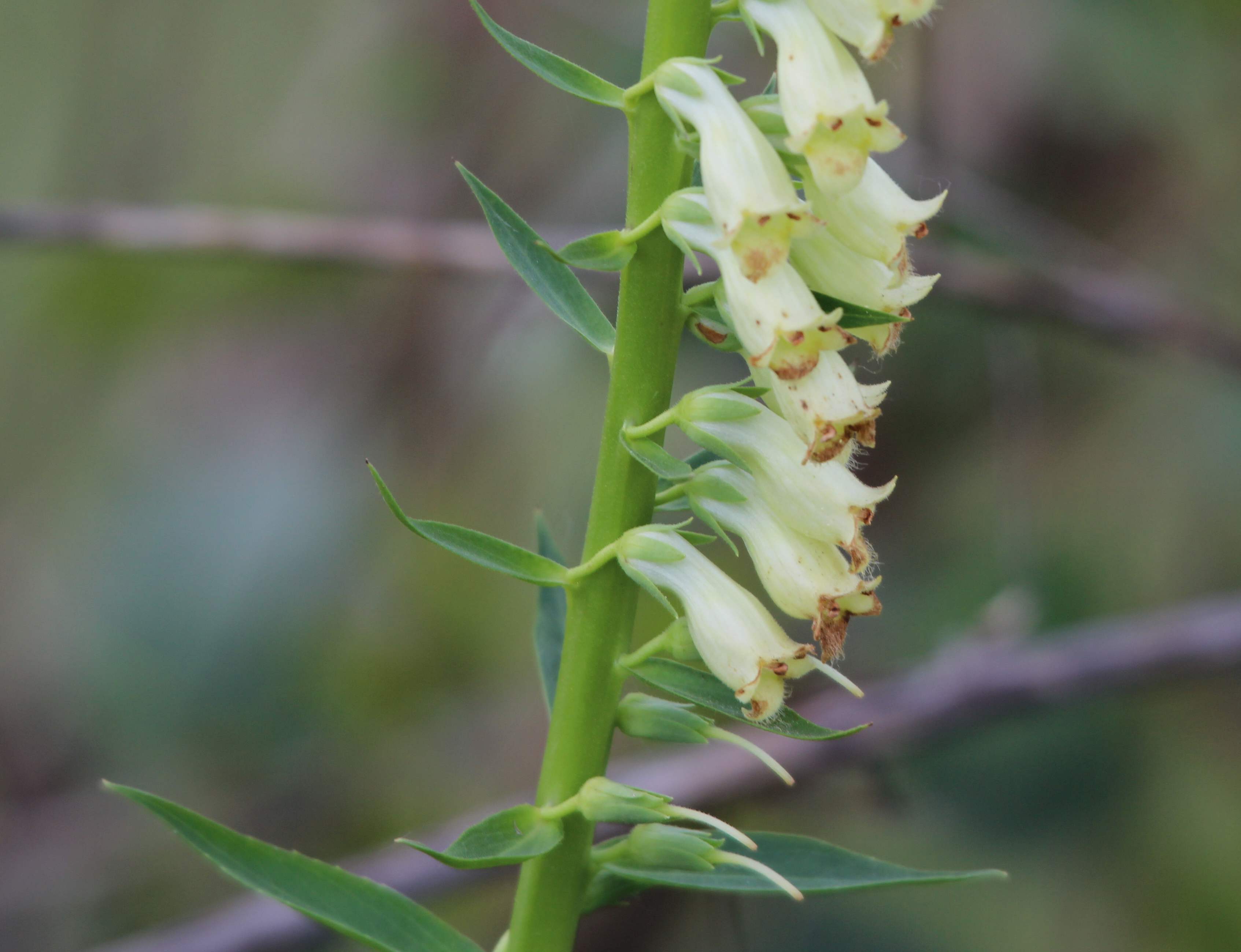 Digitalis lutea