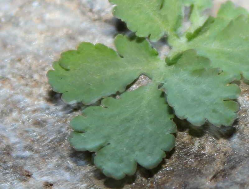 Myodes glareolus che mangia Chelidonium majus - Valle Grana