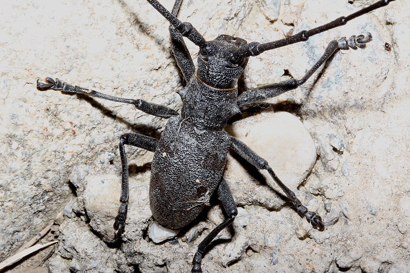 Cerambycidae di laghetto: Maschio di Morimus asper