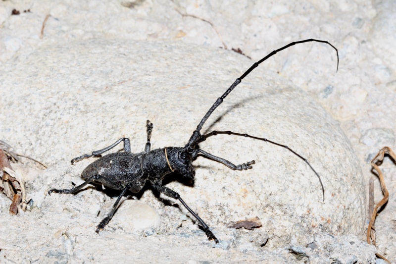 Cerambycidae di laghetto: Maschio di Morimus asper