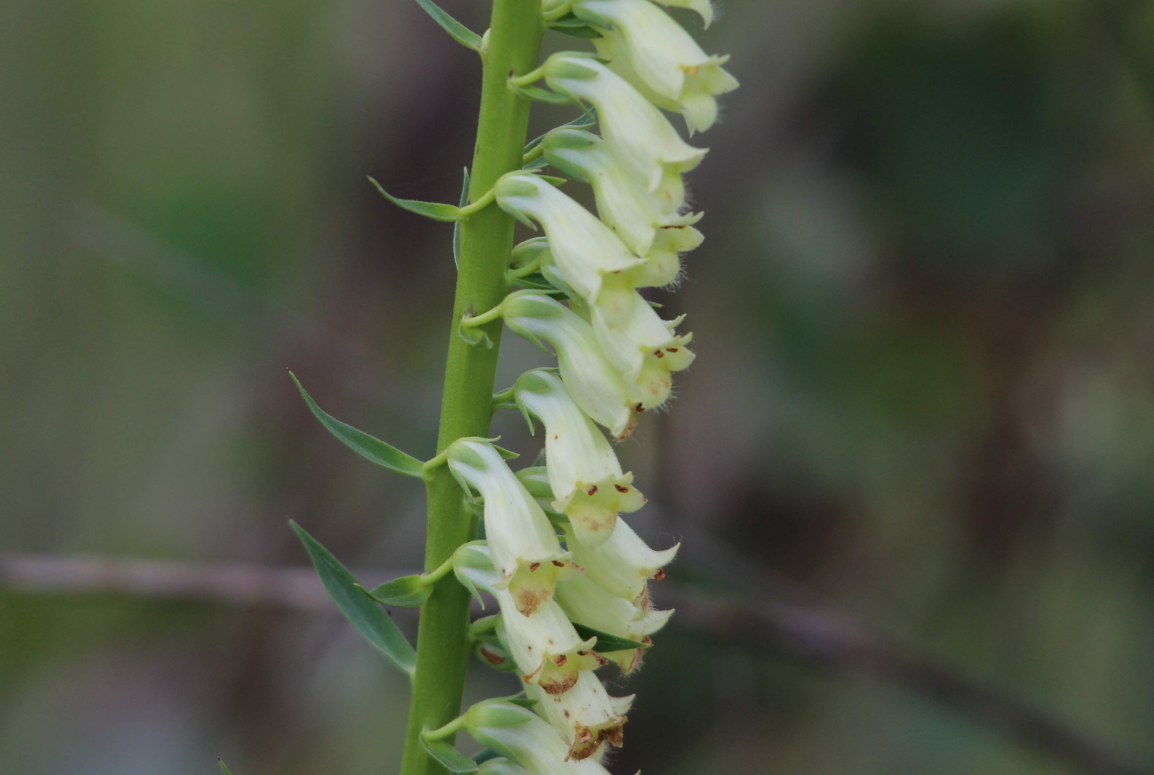 Digitalis lutea