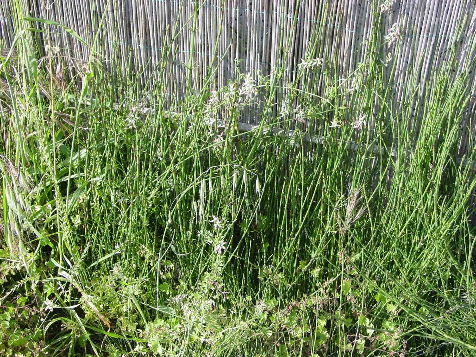 Efedra in abruzzo