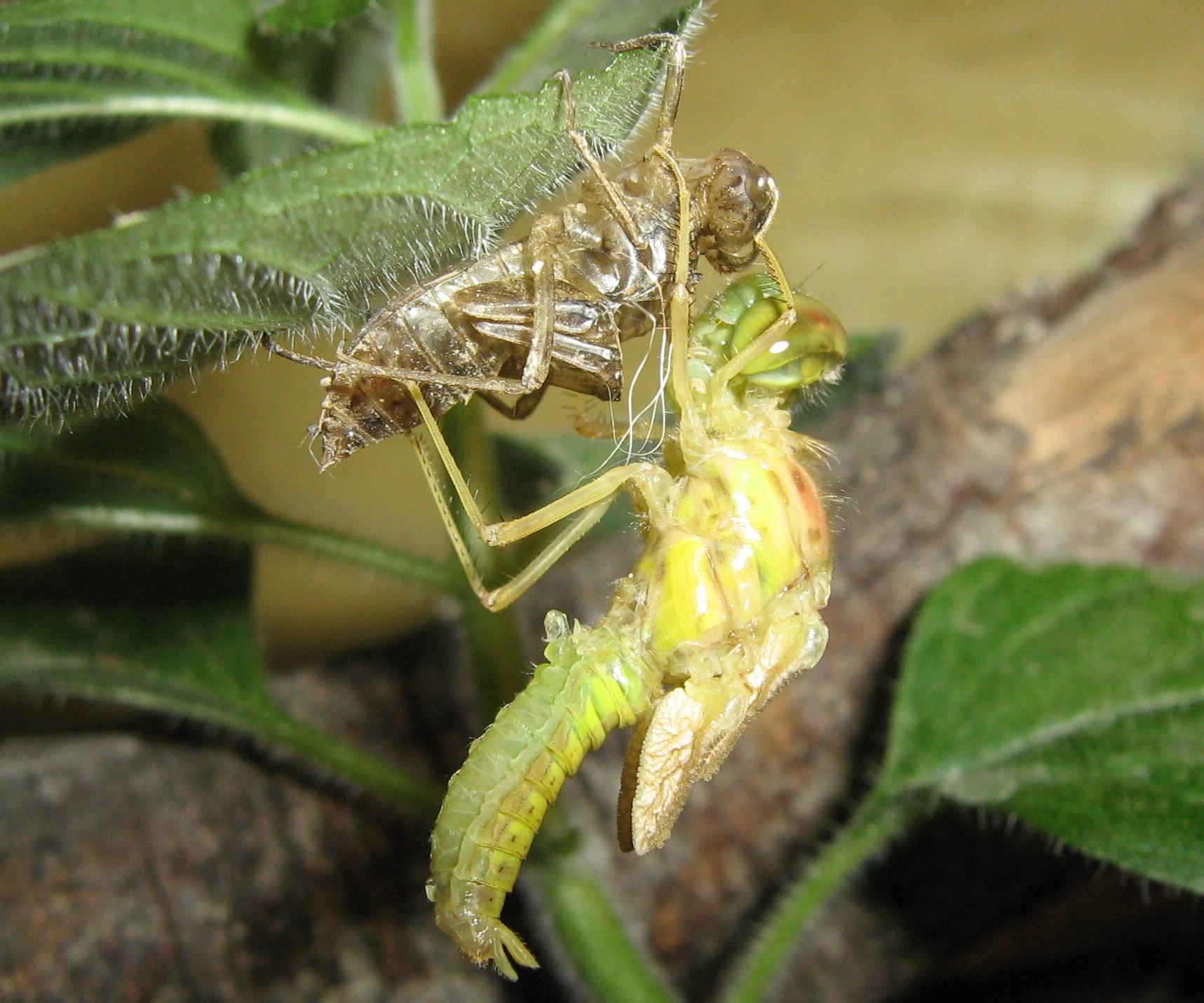 sfarfallamento... Sympetrum striolatum