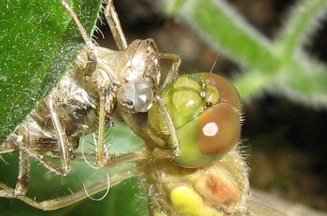 sfarfallamento... Sympetrum striolatum