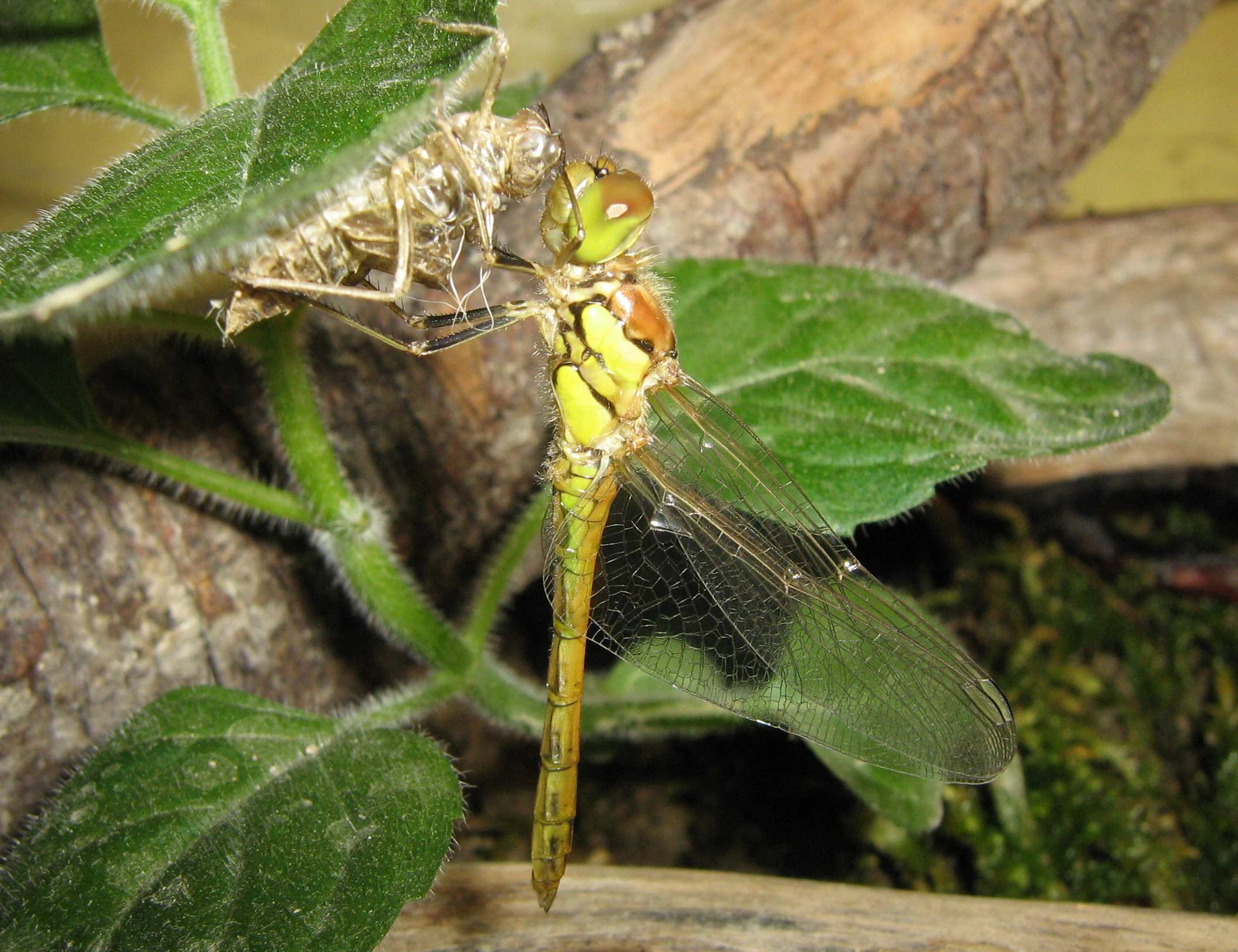 sfarfallamento... Sympetrum striolatum