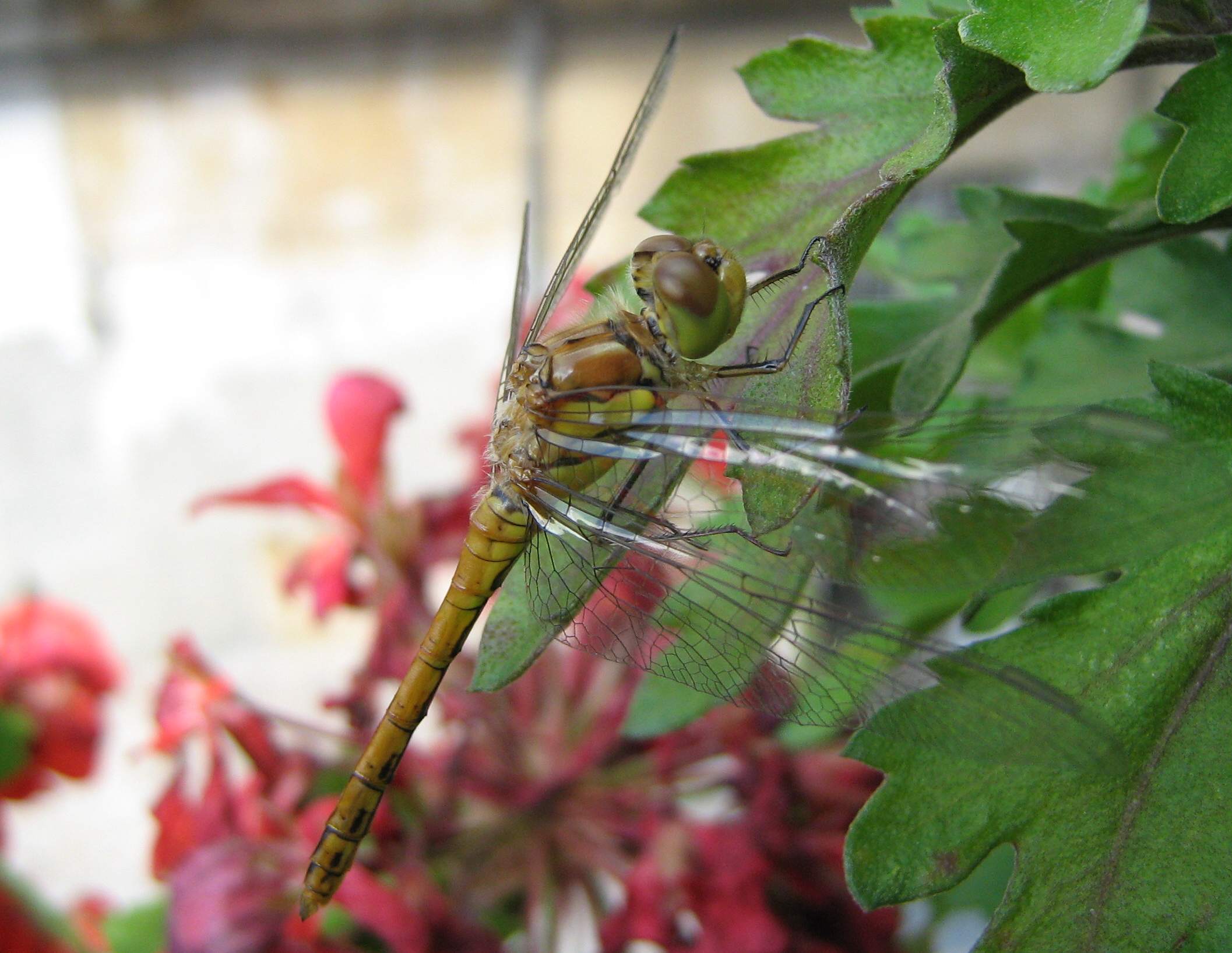 sfarfallamento... Sympetrum striolatum