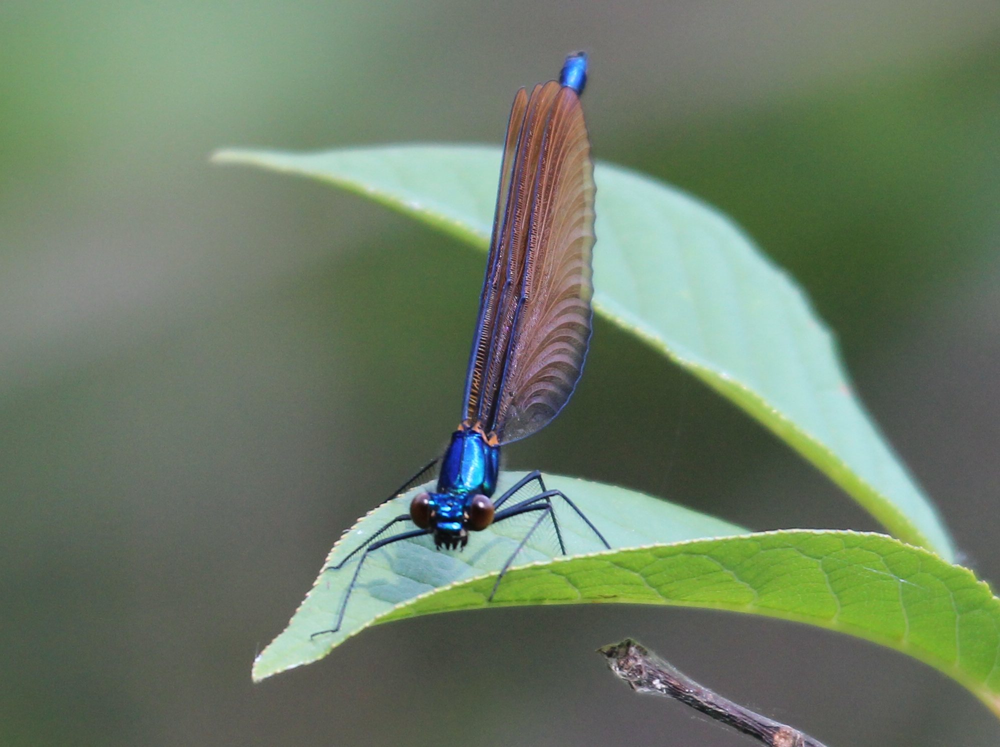 Strana Calopteryx virgo !!!