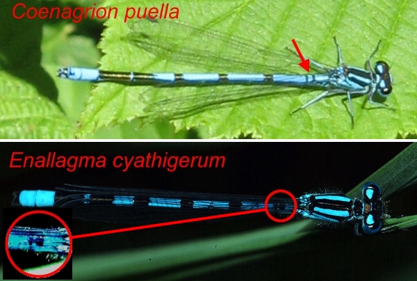 Libellula di Ortanella (LC)