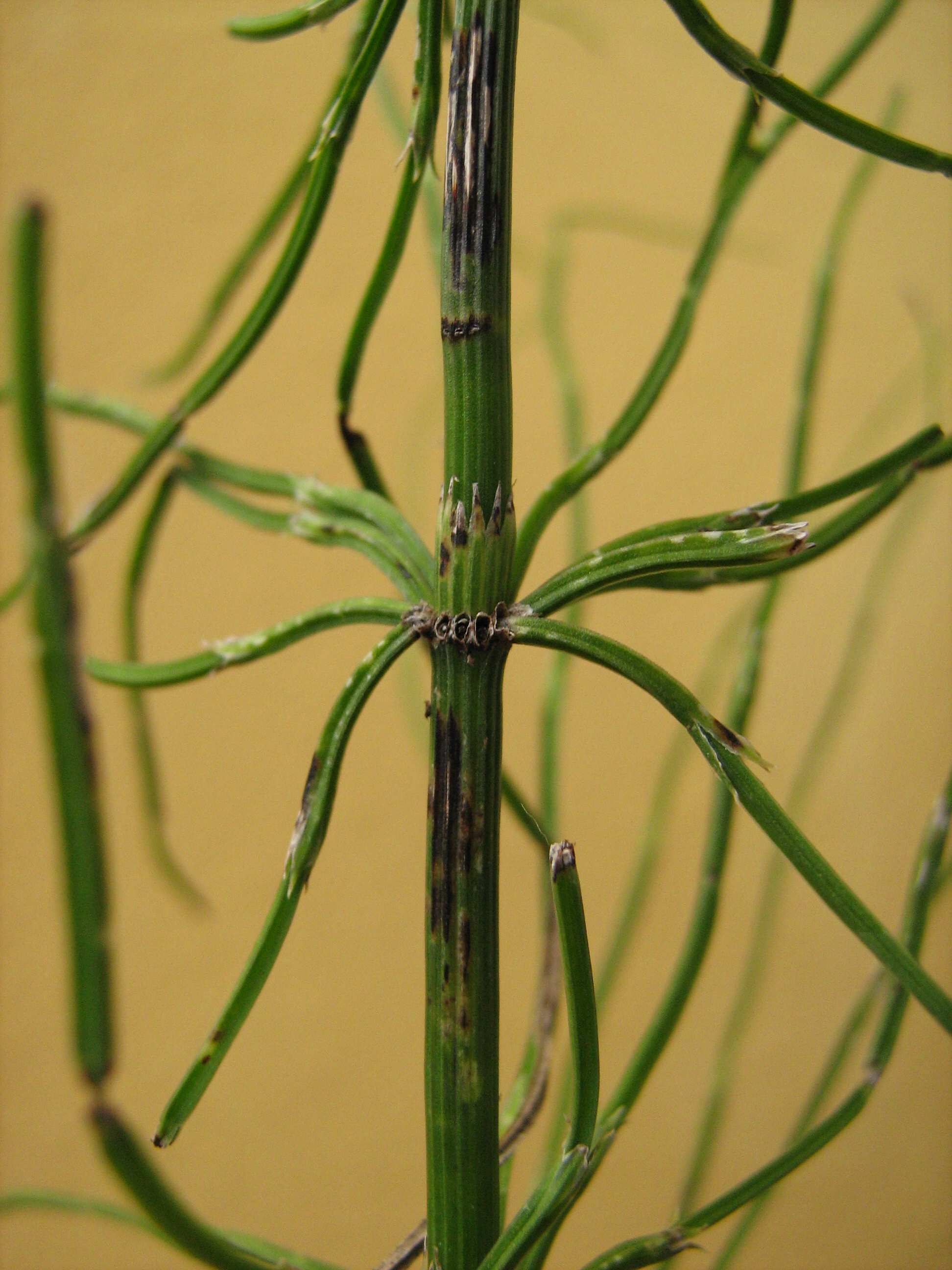 Equisetum cfr. arvense