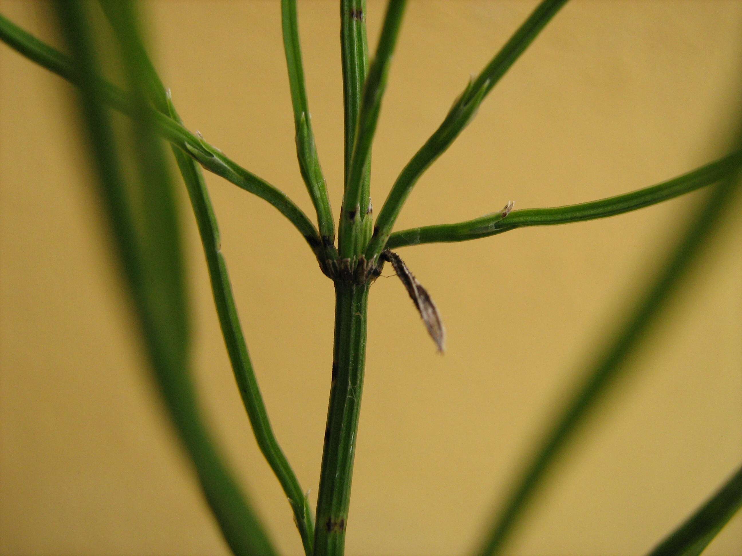 Equisetum cfr. arvense