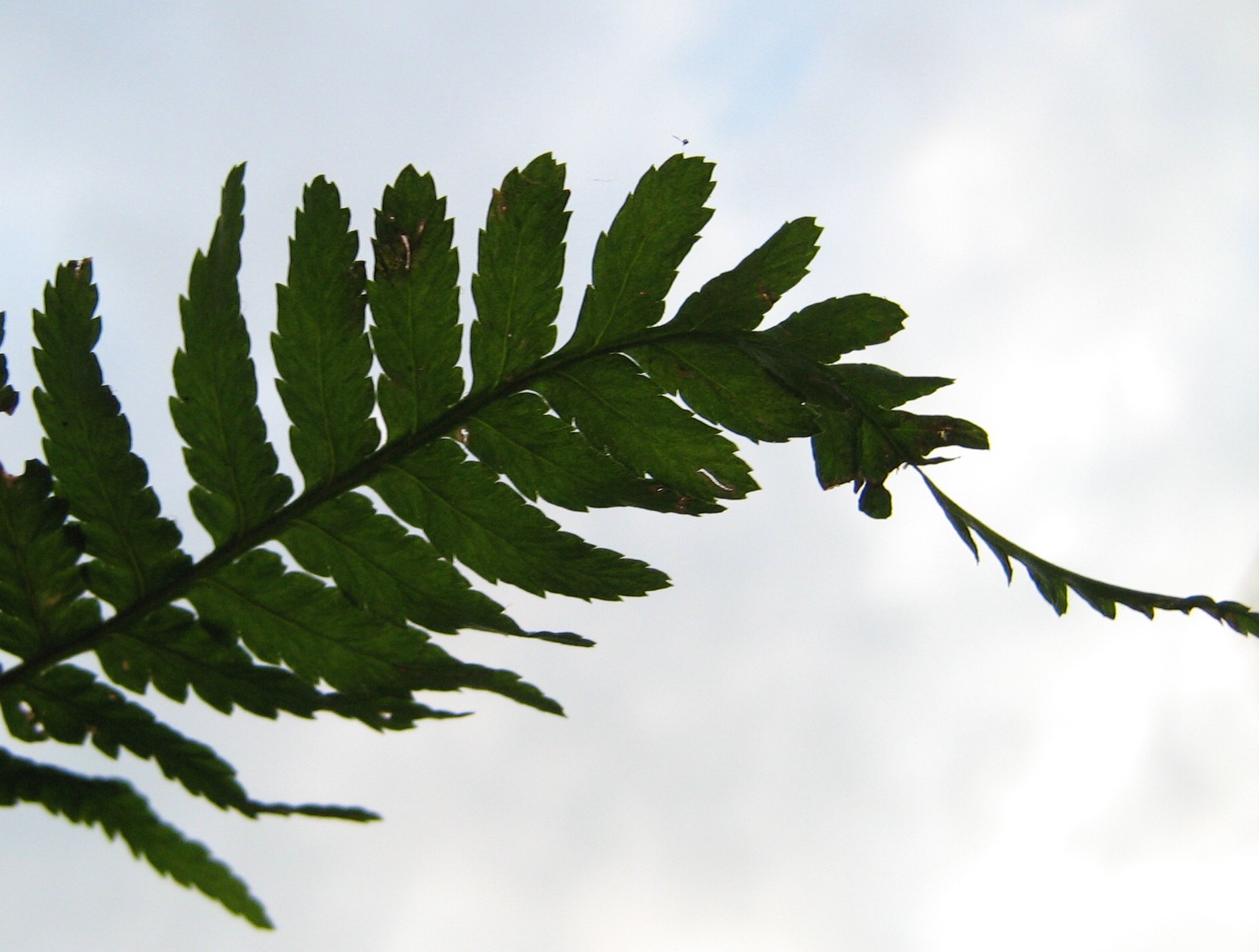 Dryopteris cfr. filix-mas