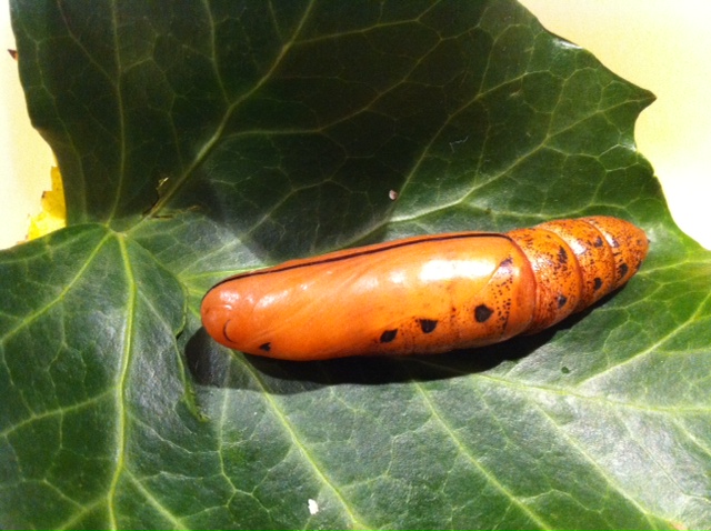 pupa di Daphnis nerii: come la allevo?