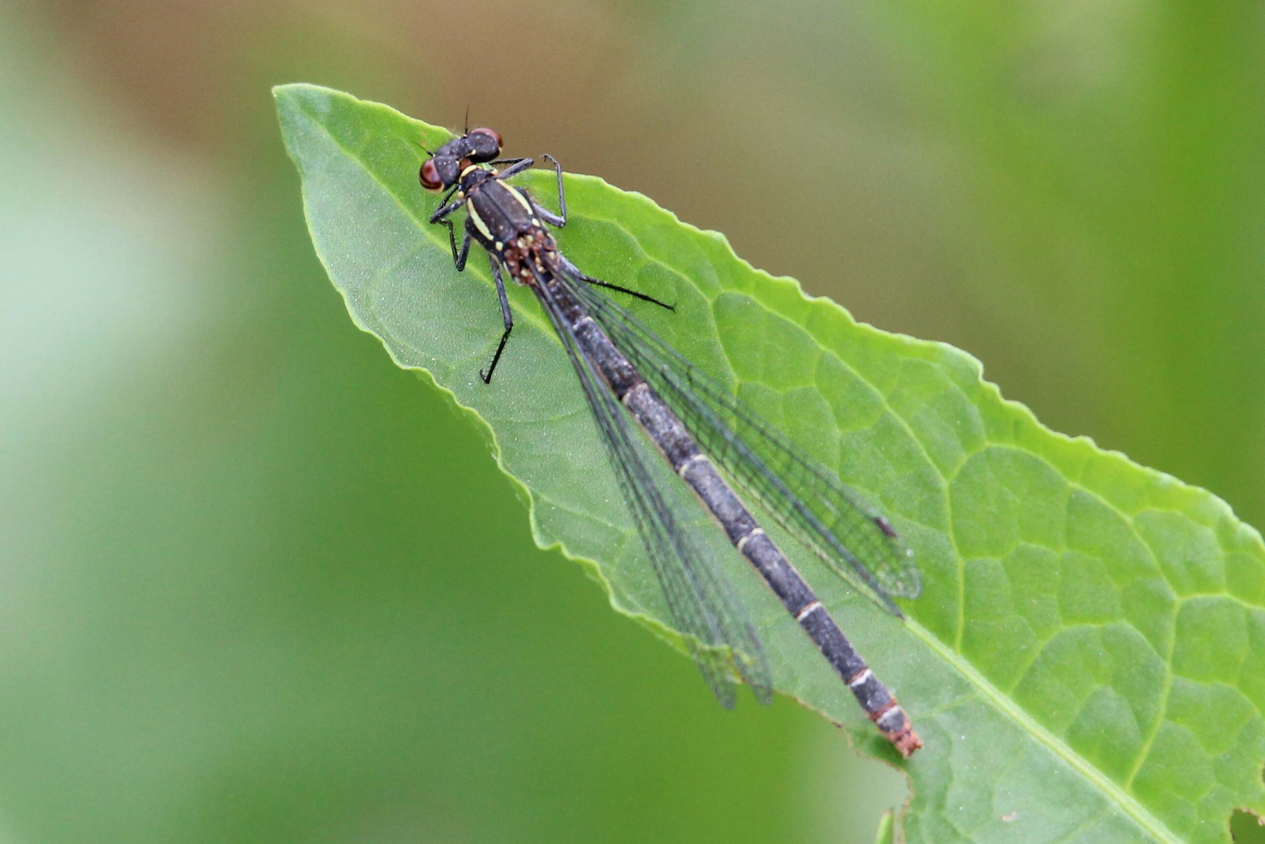 Femmina di P. nymphula?