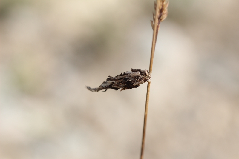 Psychidae?