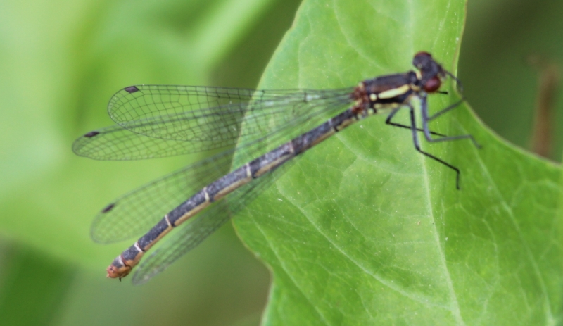 Femmina di P. nymphula?