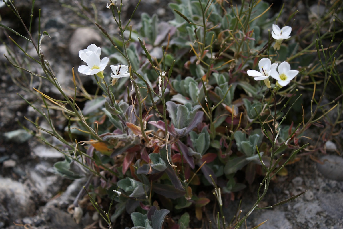 Arabis alpina s. l.