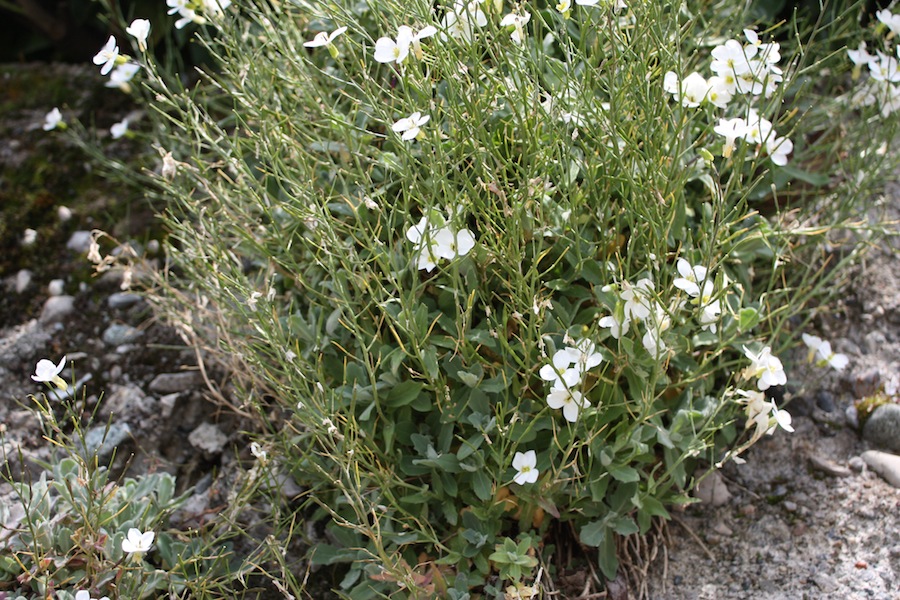 Arabis alpina s. l.