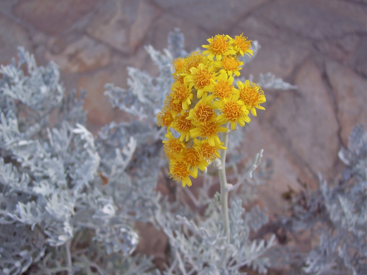 Jacobaea maritima subsp. maritima / Cineraria