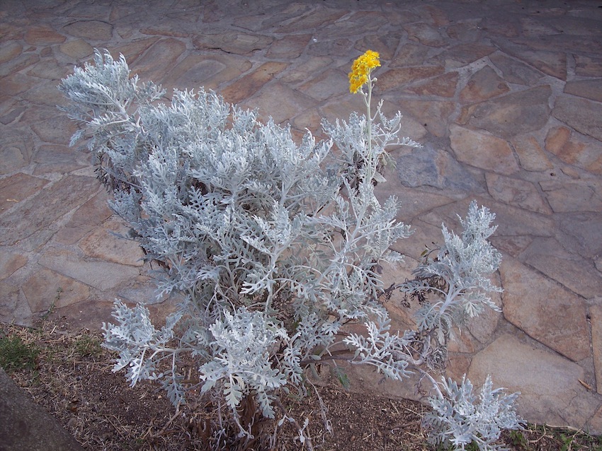 Jacobaea maritima subsp. maritima / Cineraria