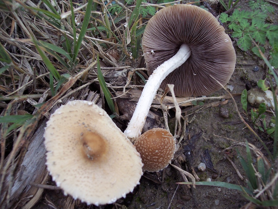 Conferma determinazione(Psathyrella sp.)