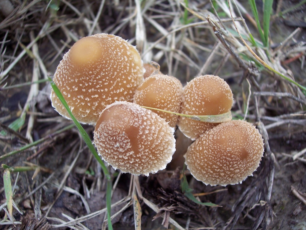 Conferma determinazione(Psathyrella sp.)