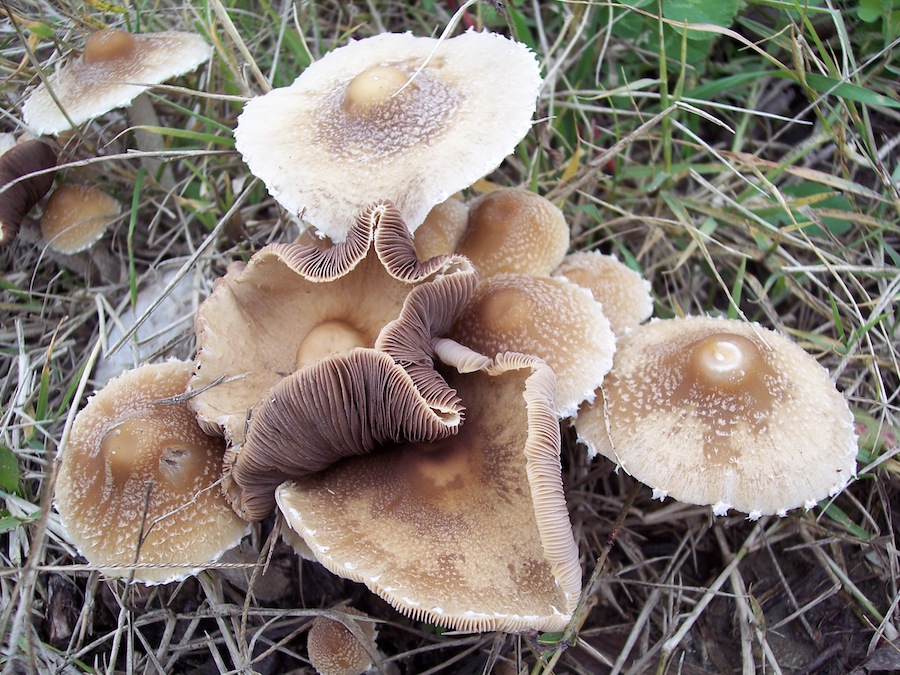 Conferma determinazione(Psathyrella sp.)